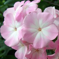 Флокс Phlox Цвет Яблони